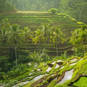 UBUD TOUR 2